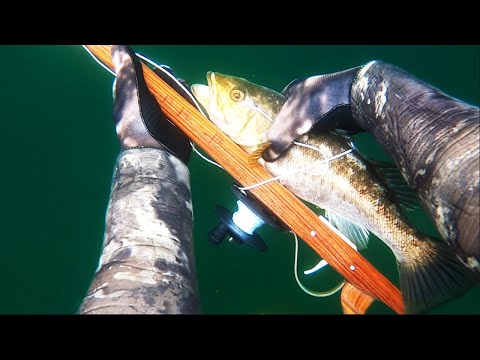 How to Freedive-Spearfish CA: Vol. 20, CALICO BASS!!!!