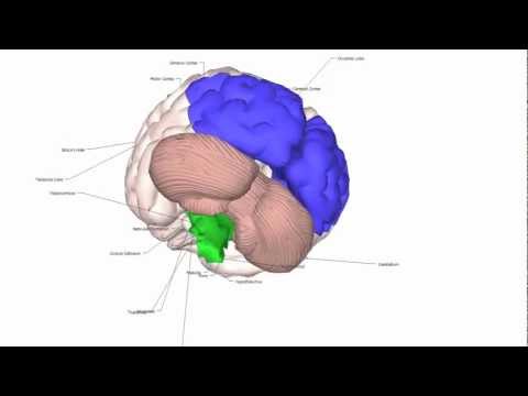 Video: Kako mali mozak utječe na ponašanje?