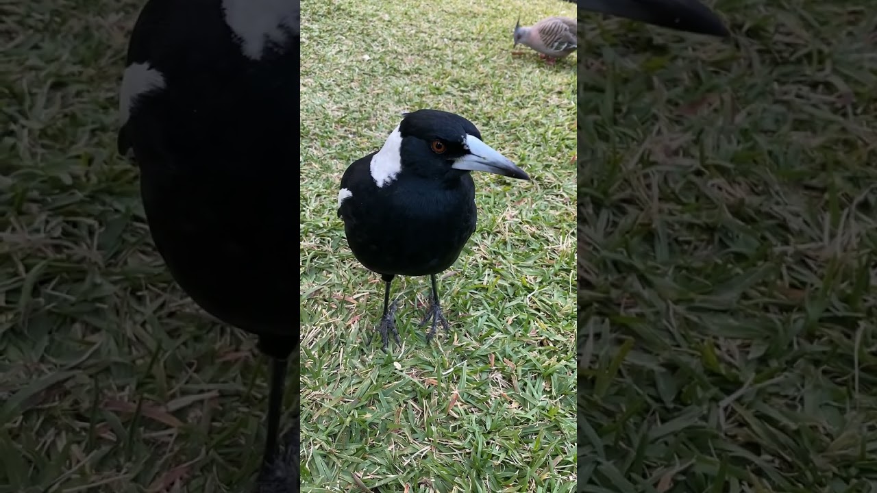 VIP Visit! Our Magpie Couple Prepares for Breeding Season