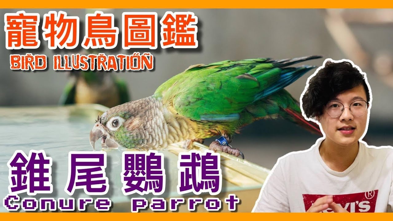 養錐尾鸚鵡之前先聽聽鳥友怎麼說！conure parrot illustrated book ft.60位鳥友【鸚鵡小木屋】【寵物鳥圖鑑EP3】