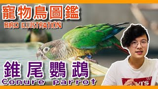 養錐尾鸚鵡之前先聽聽鳥友怎麼說conure parrot illustrated book ft.60位鳥友【鸚鵡小木屋】【寵物鳥圖鑑EP3】
