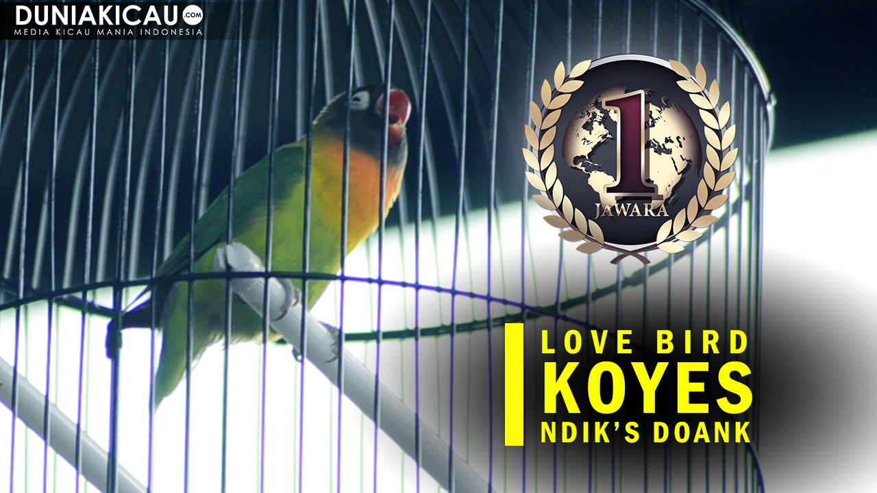 JAWARA Top Performa Love Bird Koyes Nyaris Hattrick YouTube