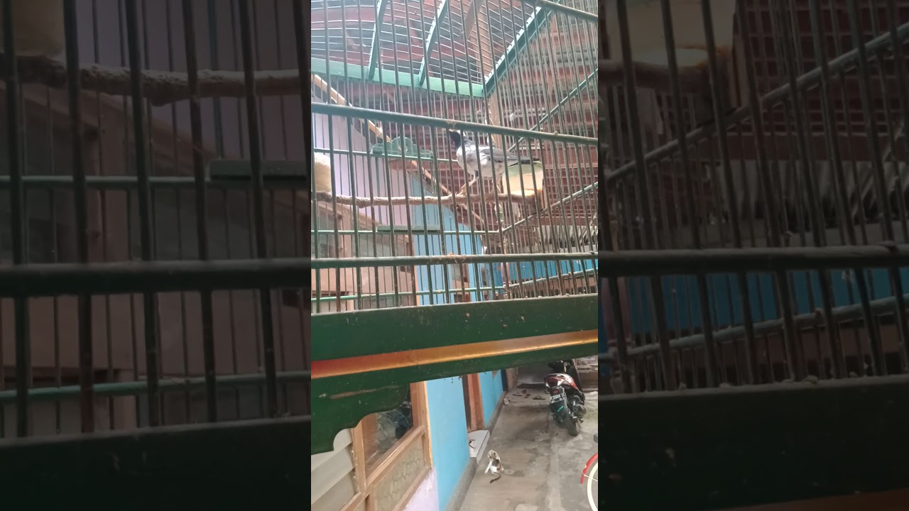 Pengenalan Burung Jalak Suren 