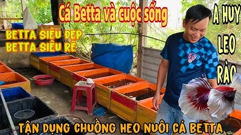 Thăm trại Cá Betta mini siêu Víp tại nhà của A Huy bờ Leo Rào-Thái Salem