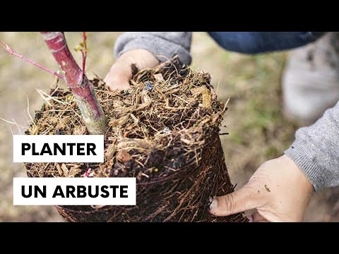 Vidéo: Comment Planter Un Daikon ?