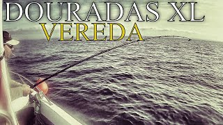 Douradas Xl Da Vereda- Pesca À Chumbadinha Gilthead Bream Fishing