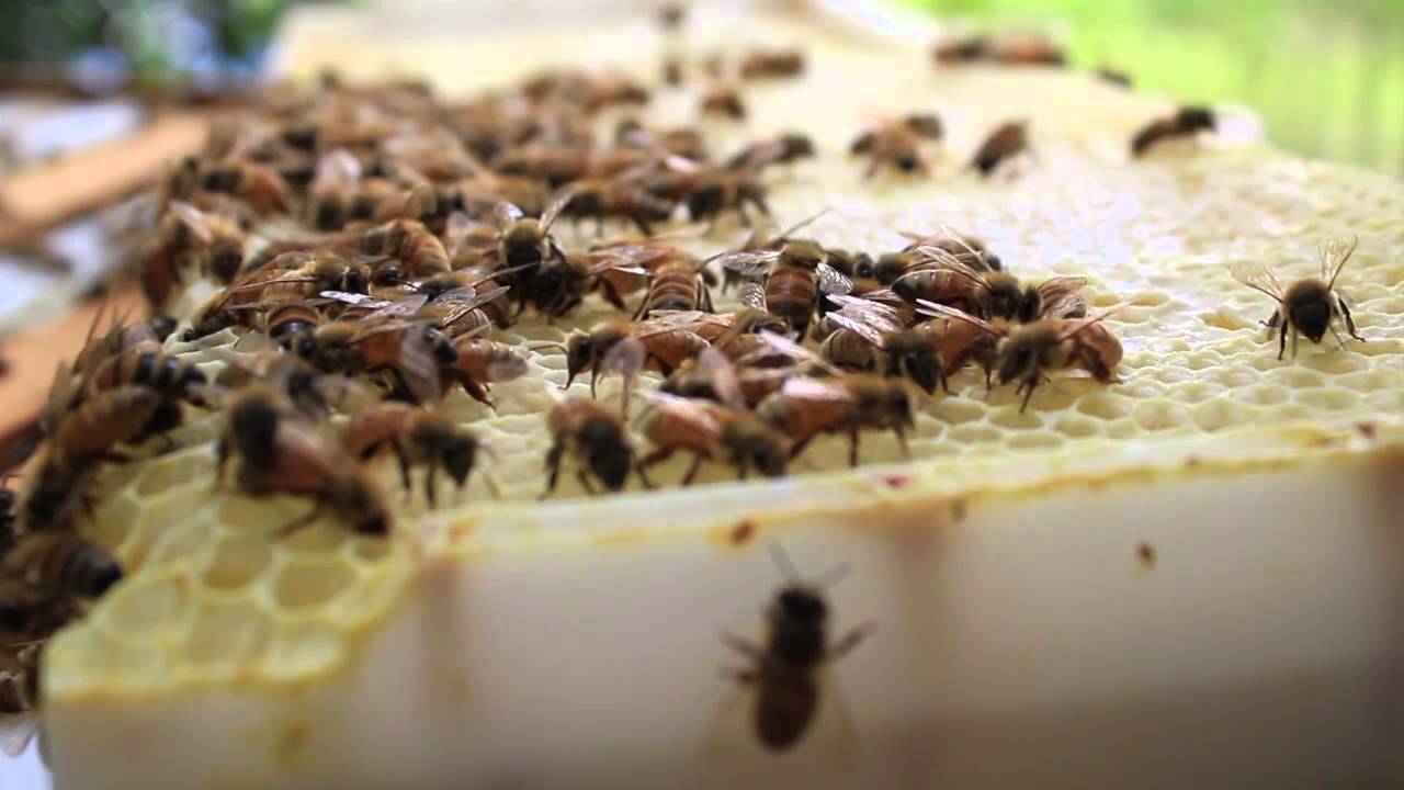 What's Killing the Bees - YouTube