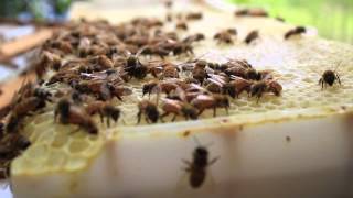 Whats Killing The Bees