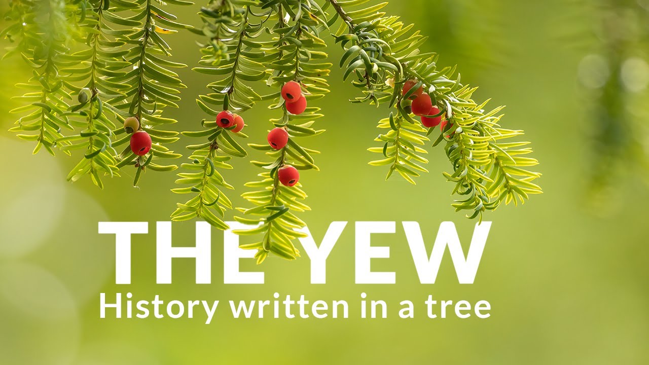 The yew. History written in a tree