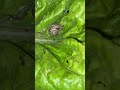 الحلزون الصغير #اوعي_السريع #snail #snailfarming #snaillife
