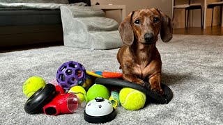 Mini dachshund picks his favorite dog toy