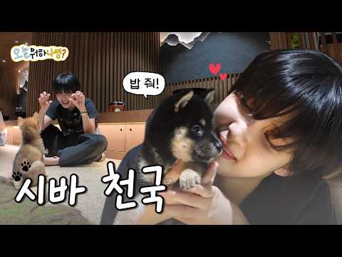 [What Should I Do Today?] If Heaven Exists, Isn't It Right Here? | Shiba Inu Cafe