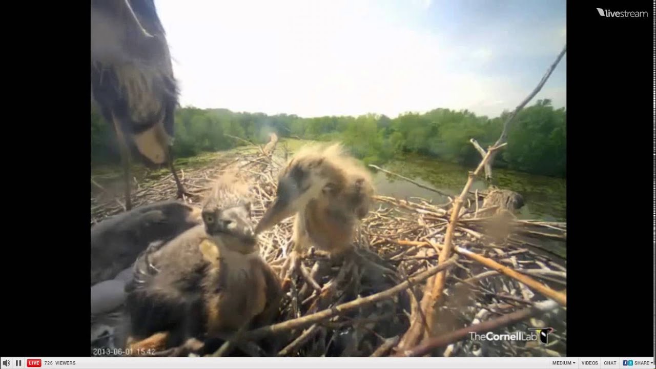 Video 2013 06 01 154300 BEAK ATTACK THEN 3Z STRETCHES WINGS WALKS ...