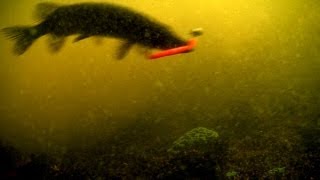 Fishing: pike takes a softbait (щука рыбалка подводная съёмка)