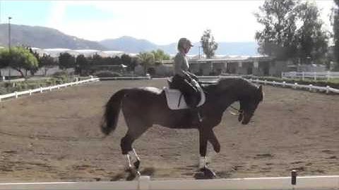 Bailador Counter-Canter