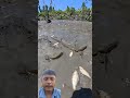 Beat Tarditional Season Village Fishing Video #fishing #fish #viralvideo  #village #justfishing