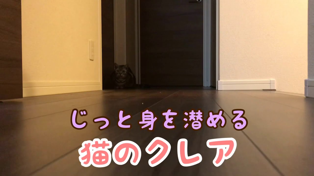 じっと身を潜める猫のクレア Cat Claire Does The Patience Comparison 忍者猫 Youtube
