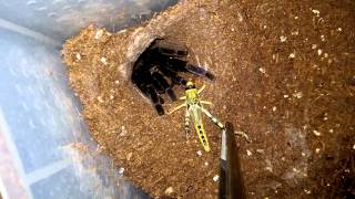Haplopelma lividum feeding видео haplopelma lividum
