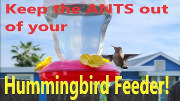 Keep the ANTS out of your hummingbird feeder! This is a quick one .Easy to make and works great.