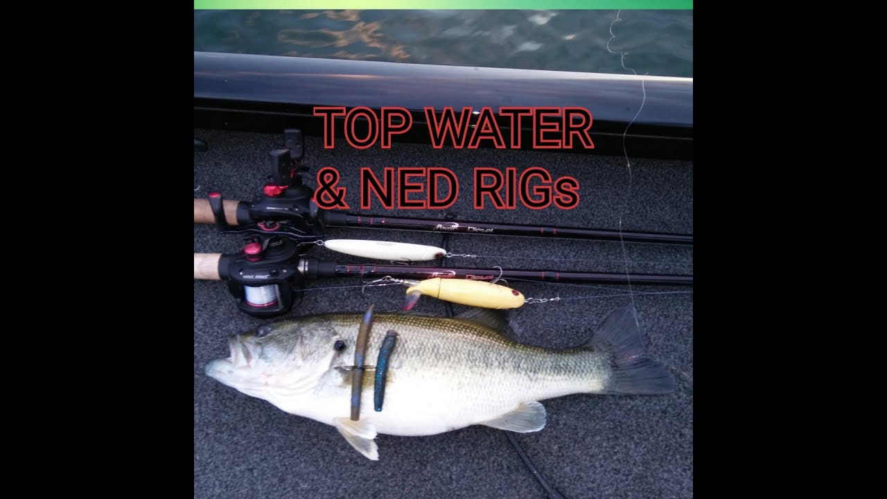 Lake Don Pedro bass fishing. (TOP WATER & NED RIGs) 