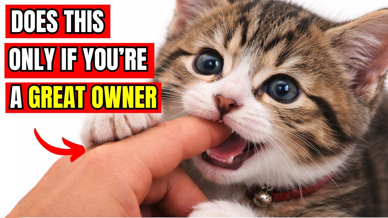 15 вещей, которые кошки делают только тогда, когда живут полной жизнью.