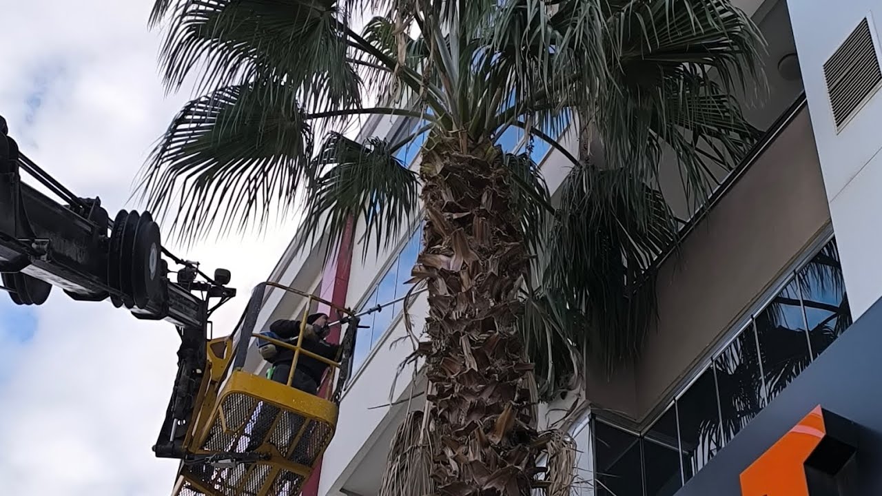 Vinçle 8 Metrelik Palmiye Budaması Yapıldı