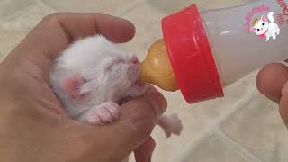 كيفية ارضاع القطط الصغيرة يدوي اذا تركتهم امهم