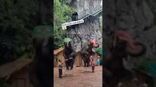 Elephant circus in Bankock...#shortvideo #funny #youtubeshorts #shorts