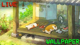 Cute Dogs relaxing in Sun Live Wallpaper PC - 4K 60FPS  - Infinite Loop