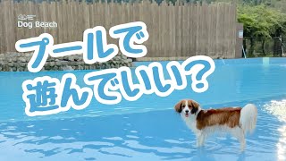 泳げるようになったあの場所へ【コーイケルホンディエ】【わんダフルネイチャーヴィレッジ】【犬】