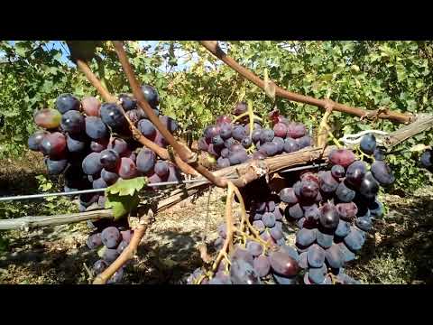 Видео: Когда сезон винограда scuppernong?