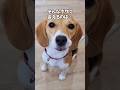 I M Alice From Beagle Cafe I M Alice From Beagle Cafe