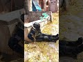 Just taking a nap