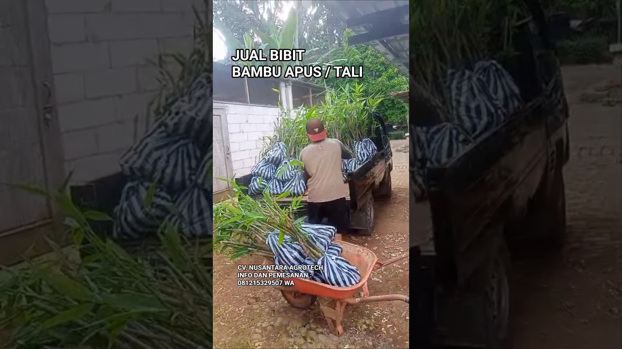 grosir bibit bambu apus, 