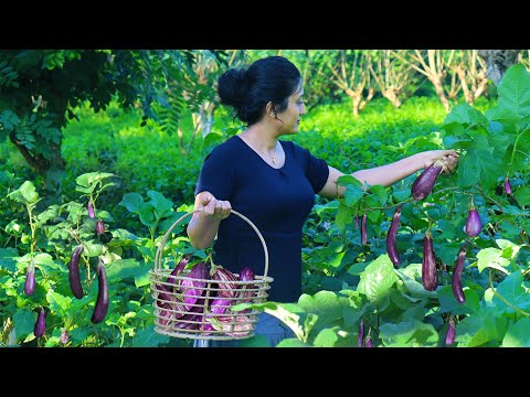 Poorna - The nature girl - Delicious diet made using fresh brinjal | Poorna - The nature girl |