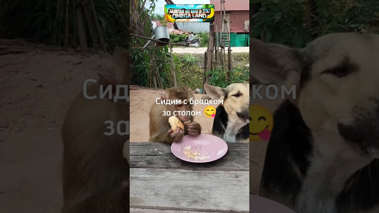 Сидим с брадком за столом 💘 