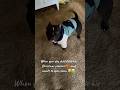 #foryou #funny #cat #shortvideo #yutube