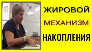 ЖИРОВОЙ МЕХАНИЗМ НАКОПЛЕНИЯ.  Миронова Валентина