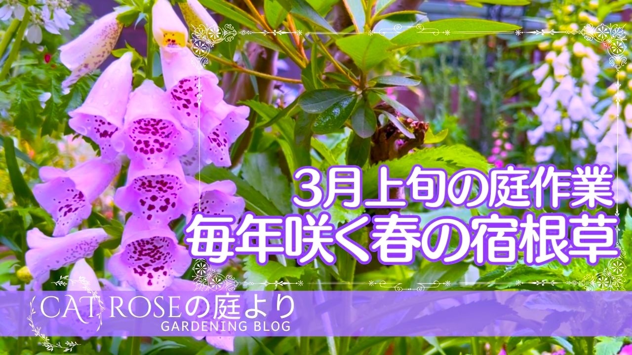 【ガーデニング】     毎年咲く手間要らずの春の宿根草５種・種蒔きポピーの植え付け・夏越しデルフィニウムの植え付け・３月上旬の庭作業