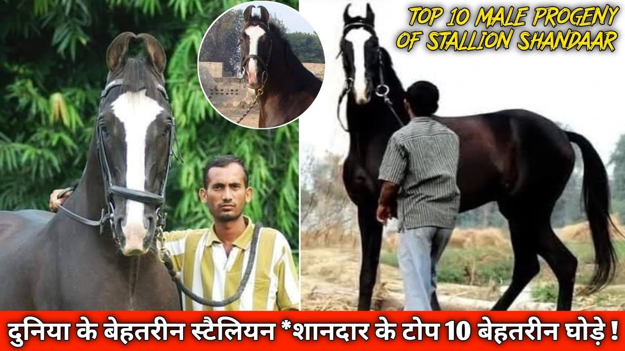 दुनिया के बेहतरीन स्टैलियन *शानदार के टोप 10 बेहतरीन घोड़े 🔥TOP 10 MALE PROGENY OF STALLION SHANDAAR