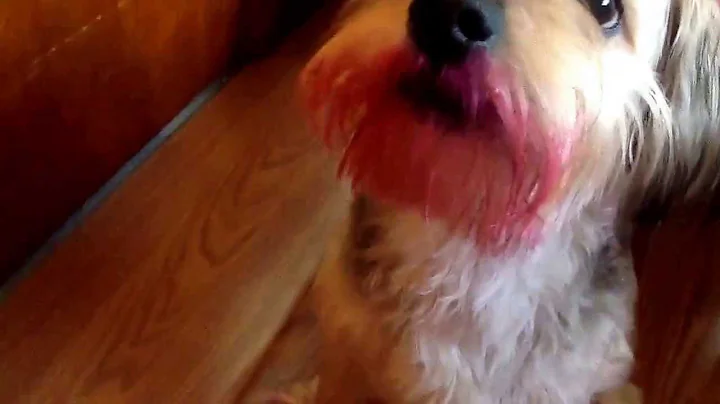 My dog got in to my lipstick