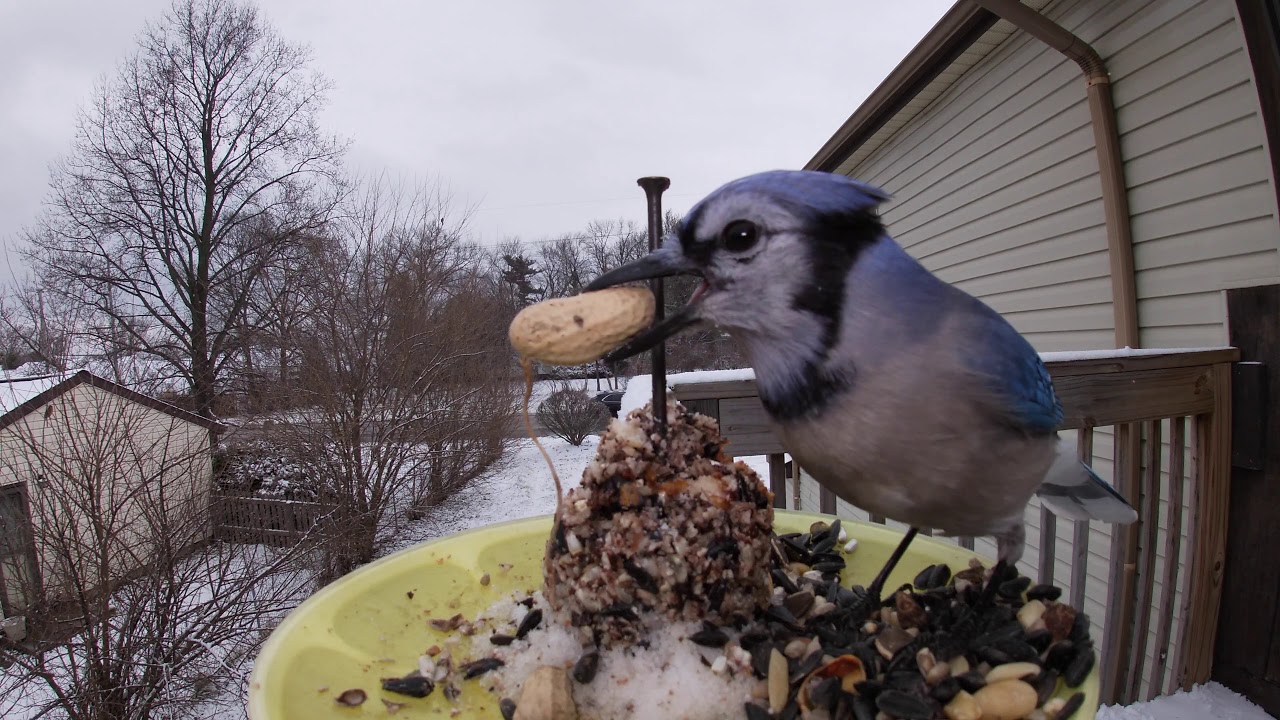 blue jay, female red belly woodpecker, cardinal male and female