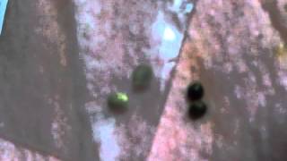 Critical Mass Back Pain Grow Beginning and Ending Video