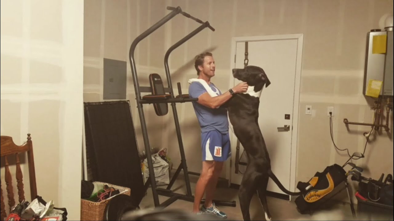 puppy paradise My trainer is a Great Dane...