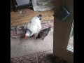 Chickens Come Inside