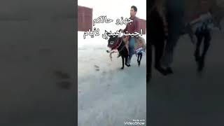 جهزو حالكون لانو  رجعت هي الايام ???