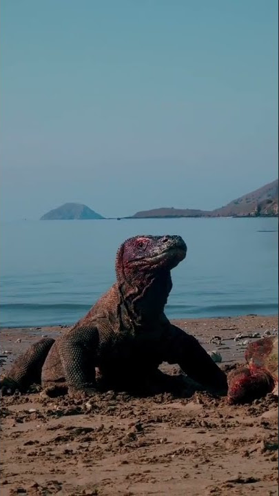 STORY WA KEREN || ORANG NTT🔥🌴||KEBERAGAMAN ALAM 🌴