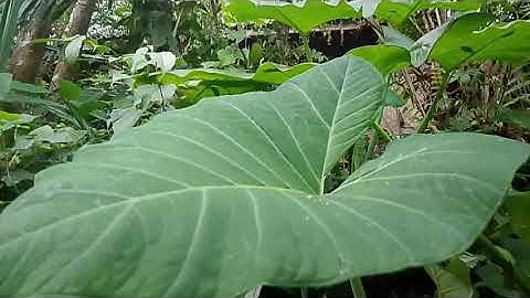 Mansyur.S | Lagu Dangdut Terbaik Mansyur S - Dangdut Lawas Nostalgia‪@fobomp3‬