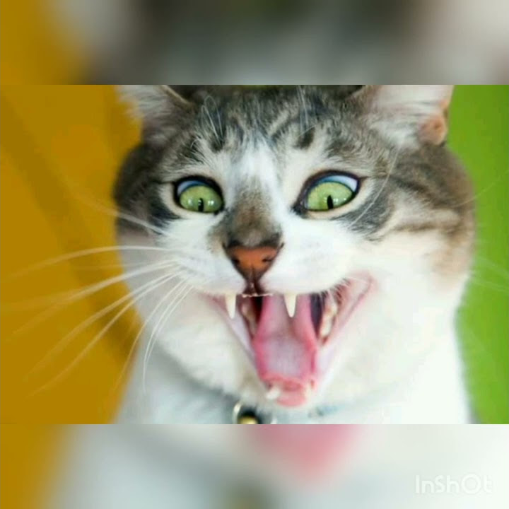 Angry cats voice ringtone 2021😍😍