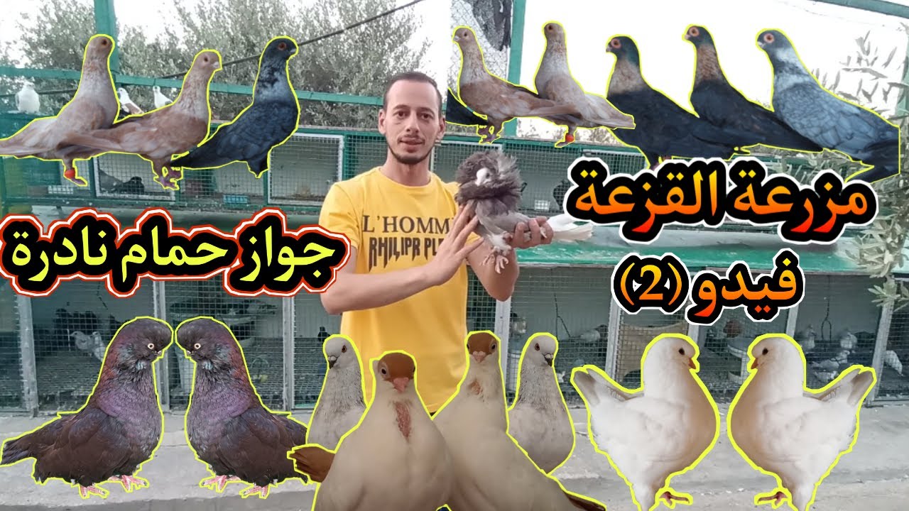 The largest bird farm in the Middle East جوله على مطاير مزرعة القزعه الاولى  بالشرق الاوسط
